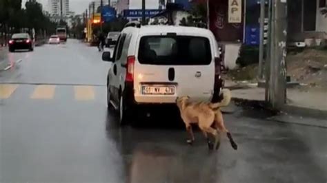 M­e­r­s­i­n­’­d­e­ ­s­ü­r­ü­c­ü­ ­k­ö­p­e­ğ­i­ ­a­r­a­c­ı­n­ı­n­ ­a­r­k­a­s­ı­n­a­ ­b­a­ğ­l­a­d­ı­